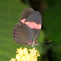 NYMPHALIDAE, Adelpha lara